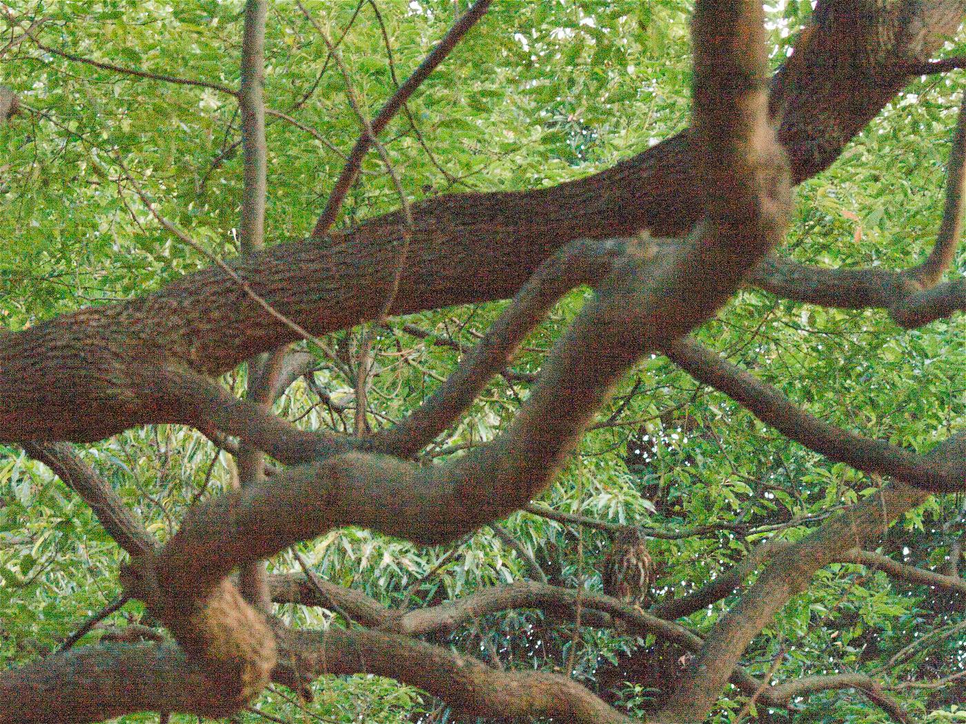 Ninox scutulata(アオバズク)の画像