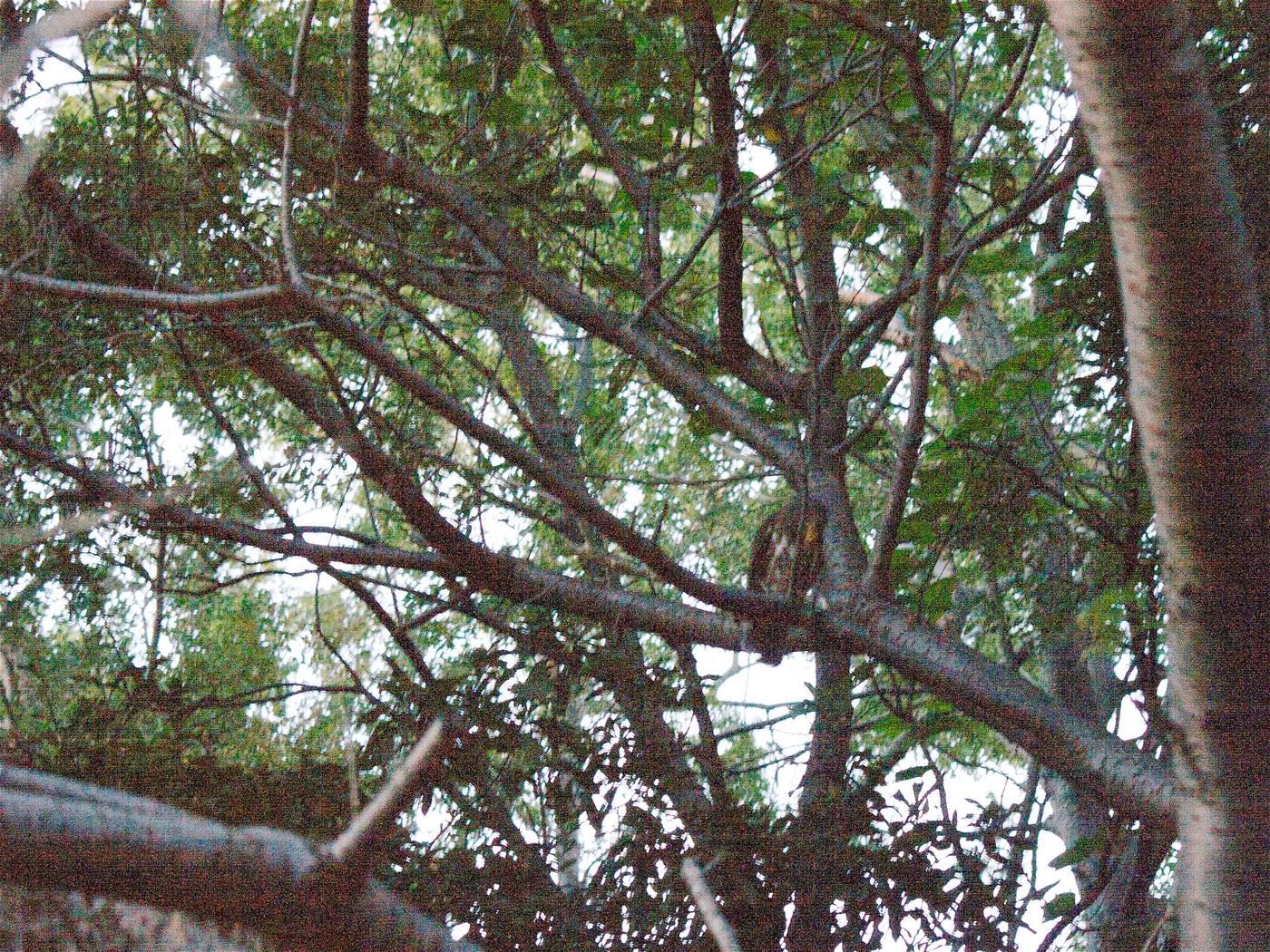 Ninox scutulata(アオバズク)の画像