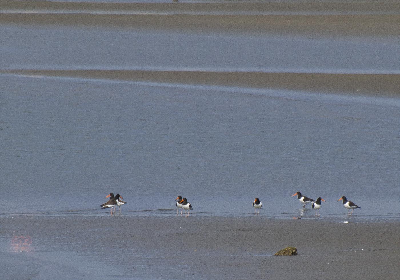 Haematopus ostralegus(�ߥ䥳�ɥ�)�β���