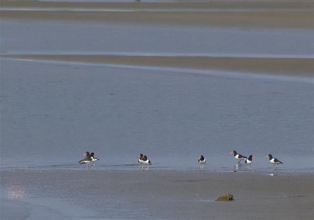 Haematopus ostralegus(�ߥ䥳�ɥ�)�β���