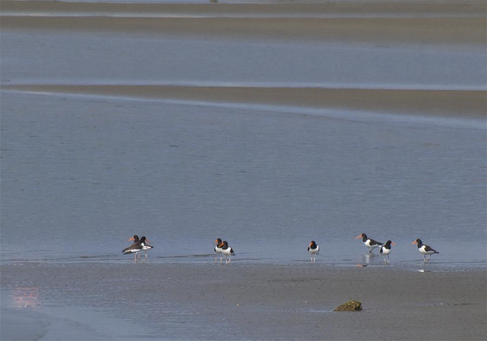 Haematopus ostralegus(�ߥ䥳�ɥ�)�β���