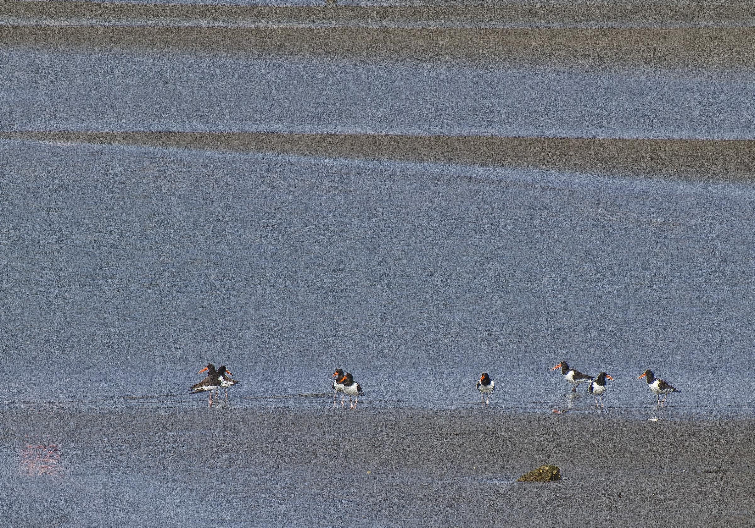 Haematopus ostralegus(�ߥ䥳�ɥ�)�β���