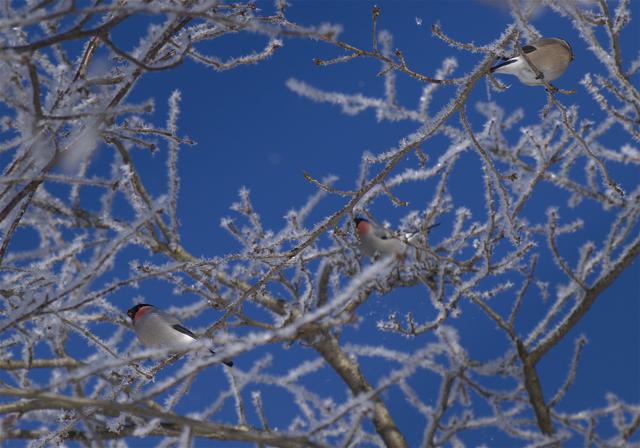 Pyrrhula pyrrhula(����)�β���