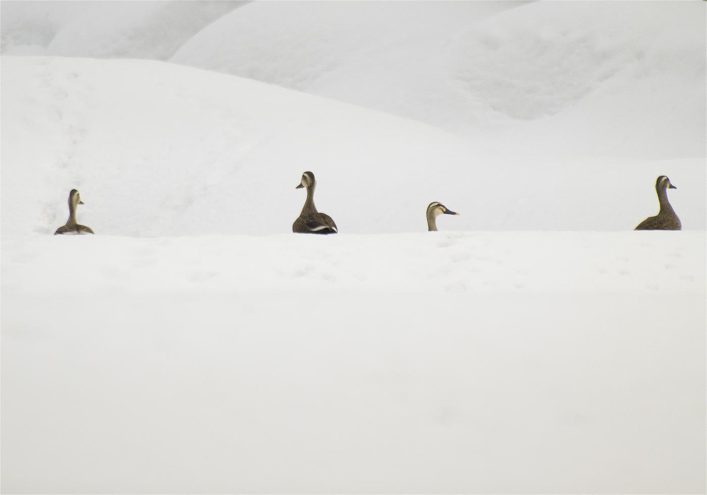 Anas poecilorhyncha(���륬��)�β���