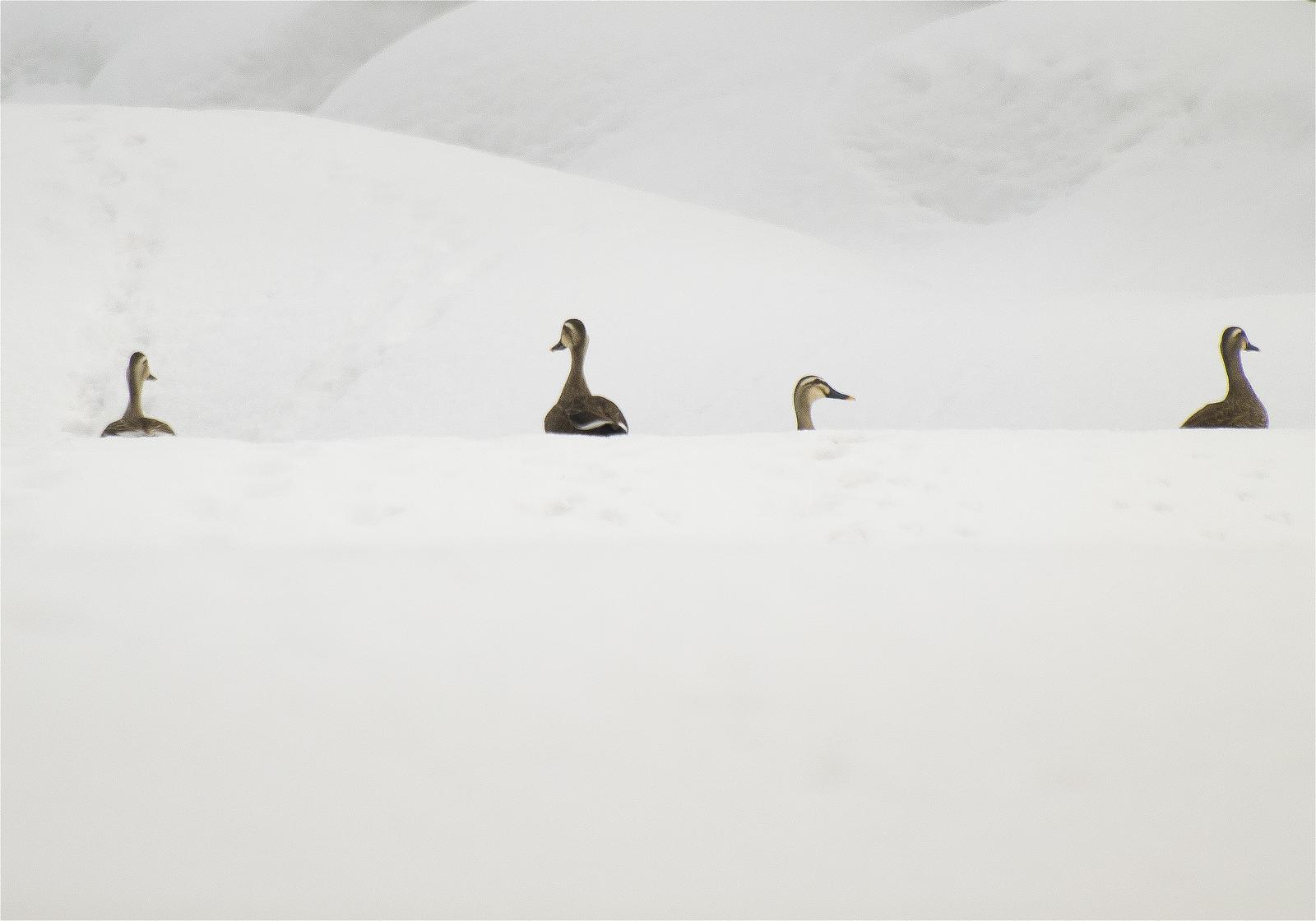 Anas poecilorhyncha(���륬��)�β���