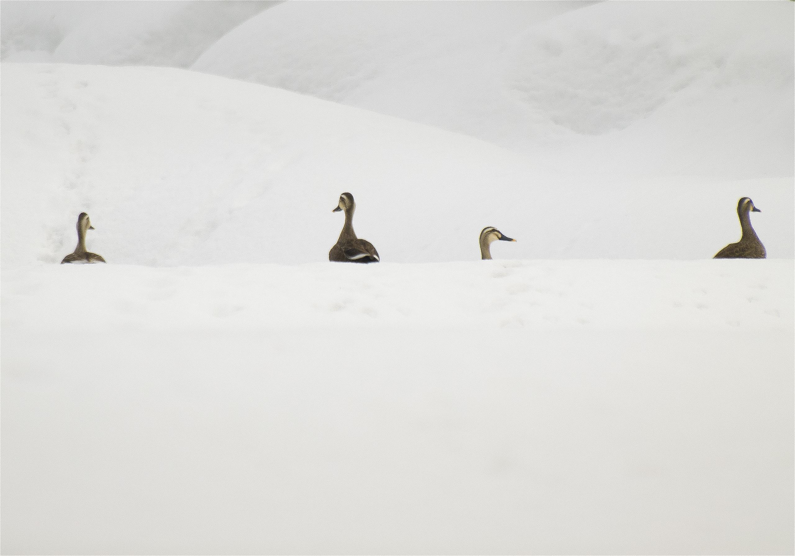 Anas poecilorhyncha(���륬��)�β���