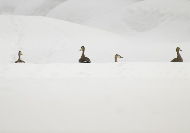 Anas poecilorhyncha(���륬��)�β���