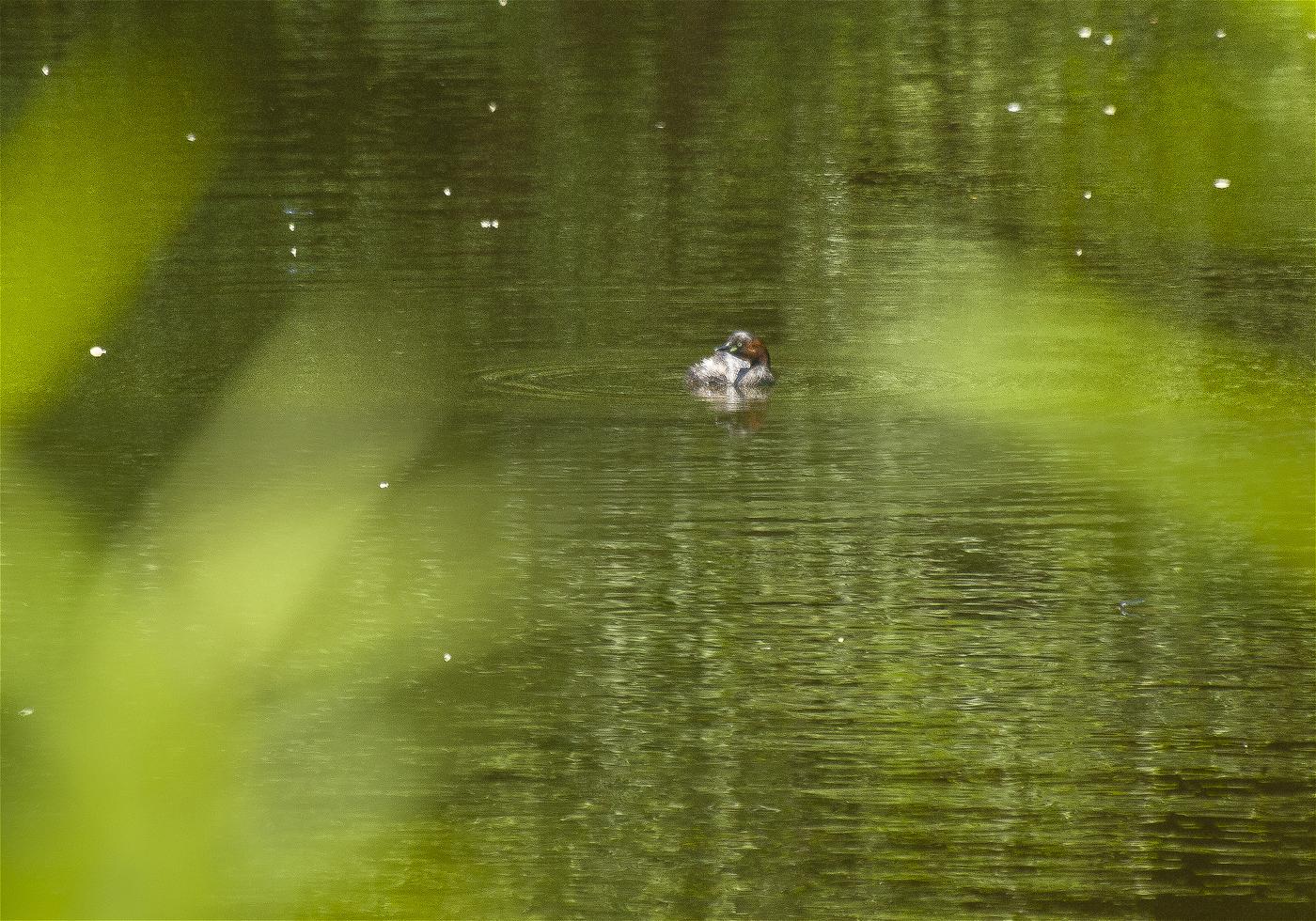 Tachybaptus ruficollis(�����ĥ֥�)�β���