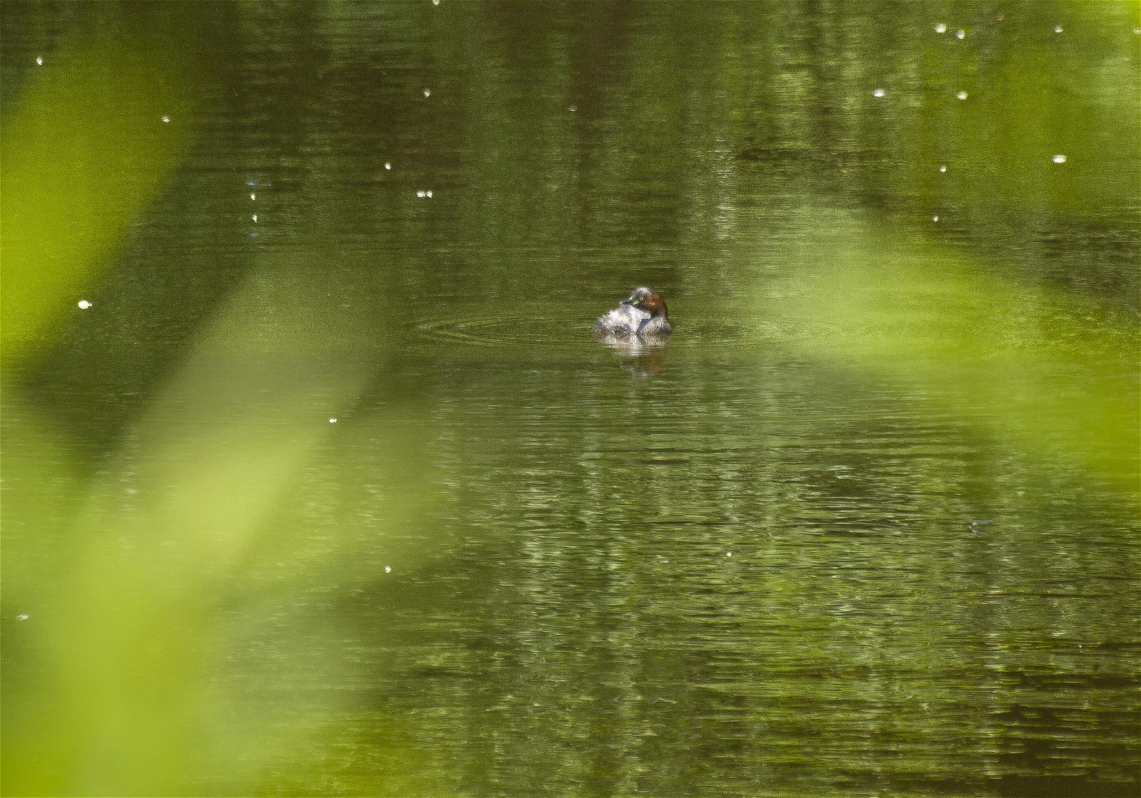 Tachybaptus ruficollis(�����ĥ֥�)�β���