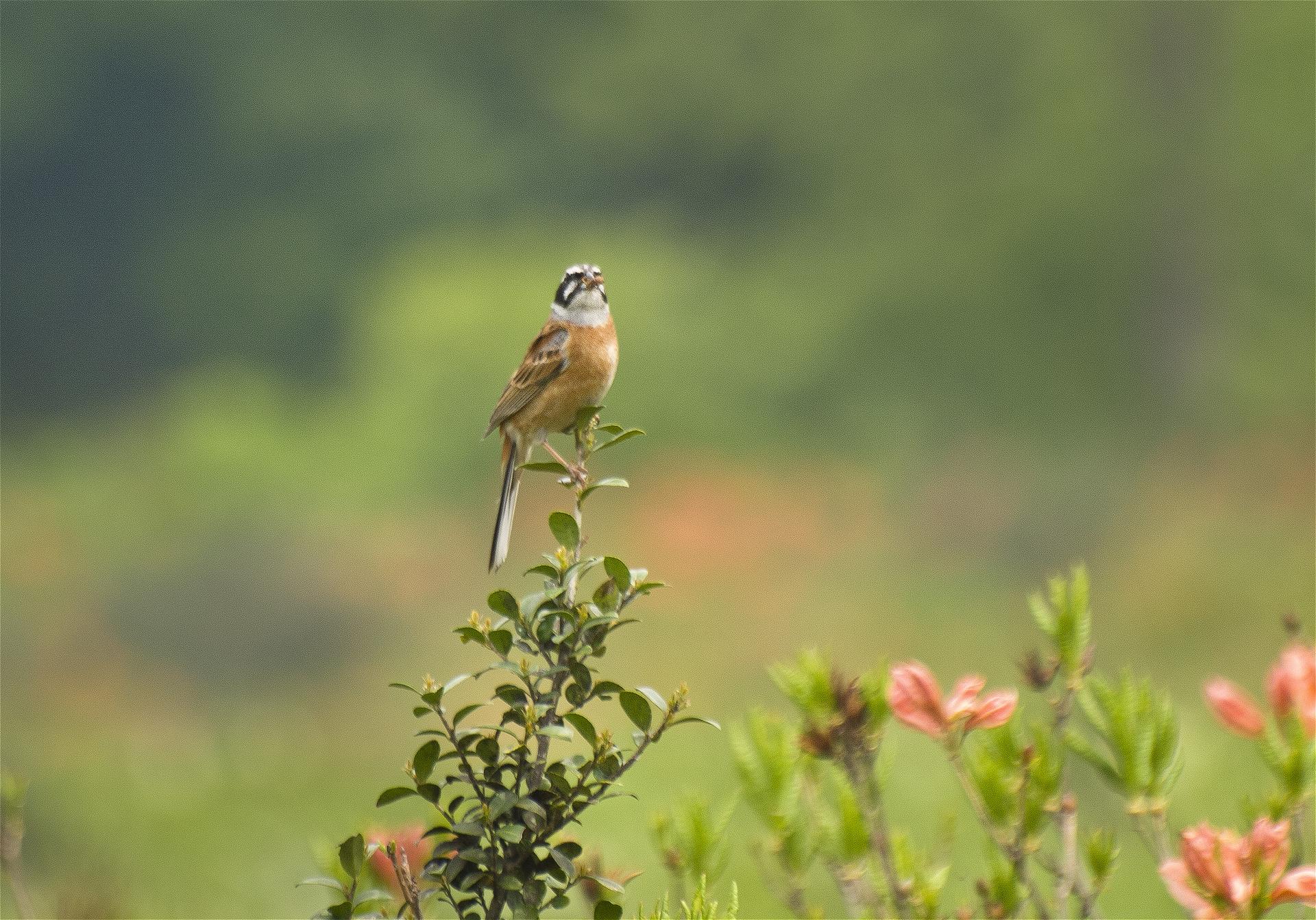 Emberiza cioides(�ۥ�����)�β���