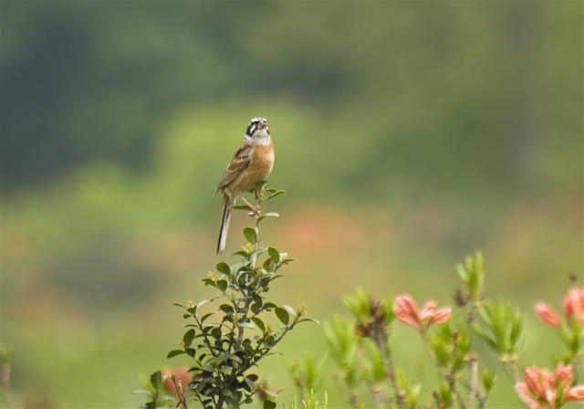 Emberiza cioides(�ۥ�����)�β���