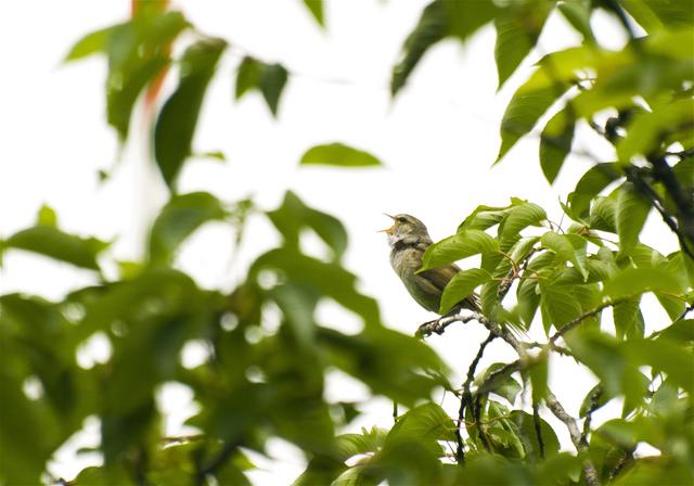 Cettia diphone(��������)�β���