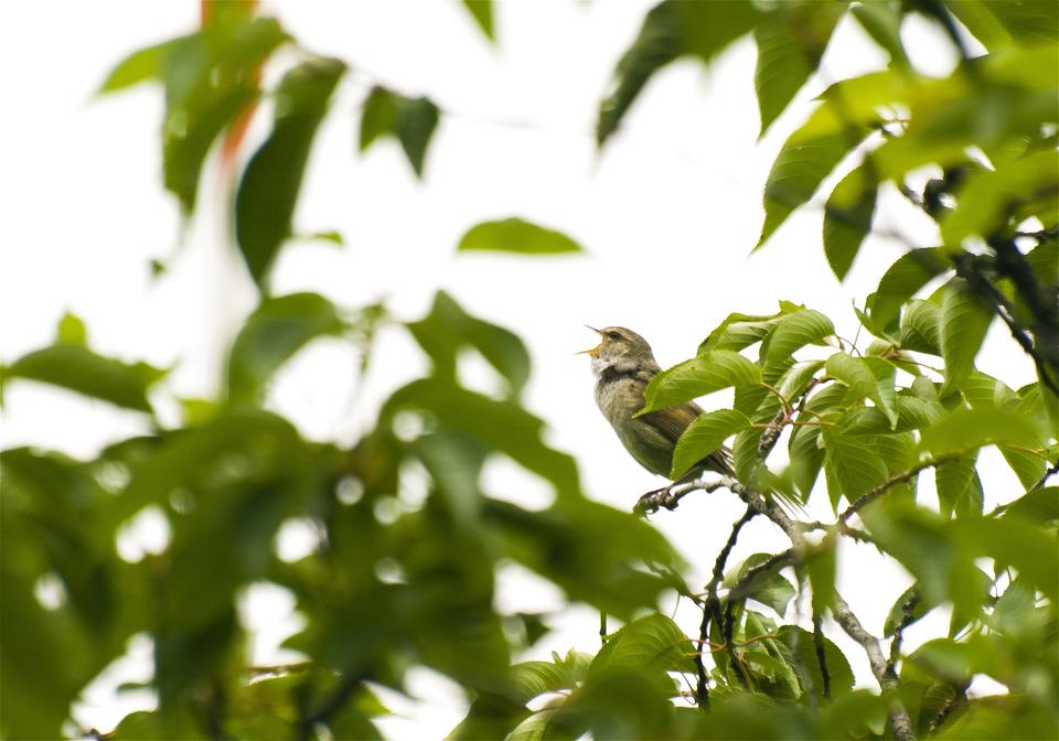 Cettia diphone(��������)�β���