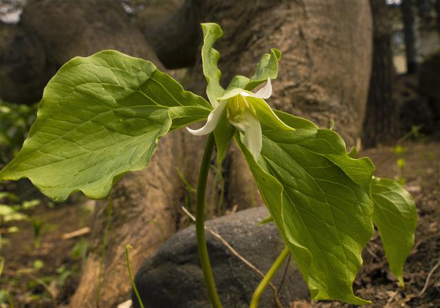 Trillium tschonoskii(�ߥ�ޥ���쥤����)�β���