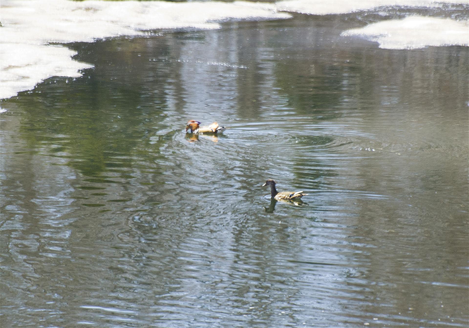 Aix galericulata(�����ɥ�)�β���