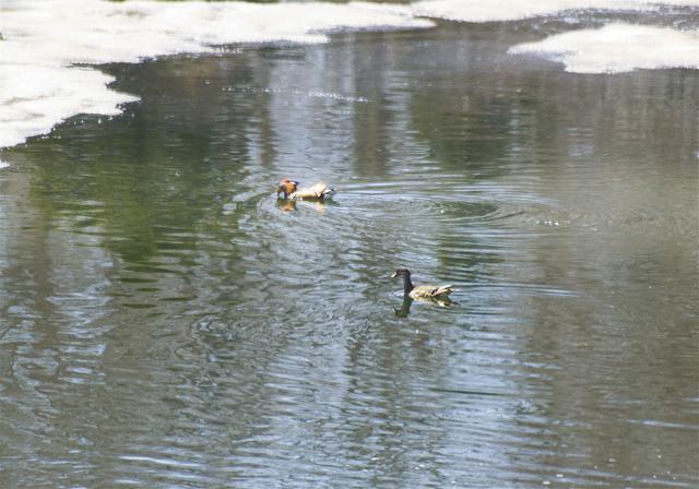 Aix galericulata(�����ɥ�)�β���