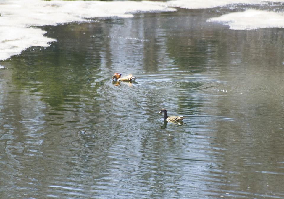 Aix galericulata(�����ɥ�)�β���