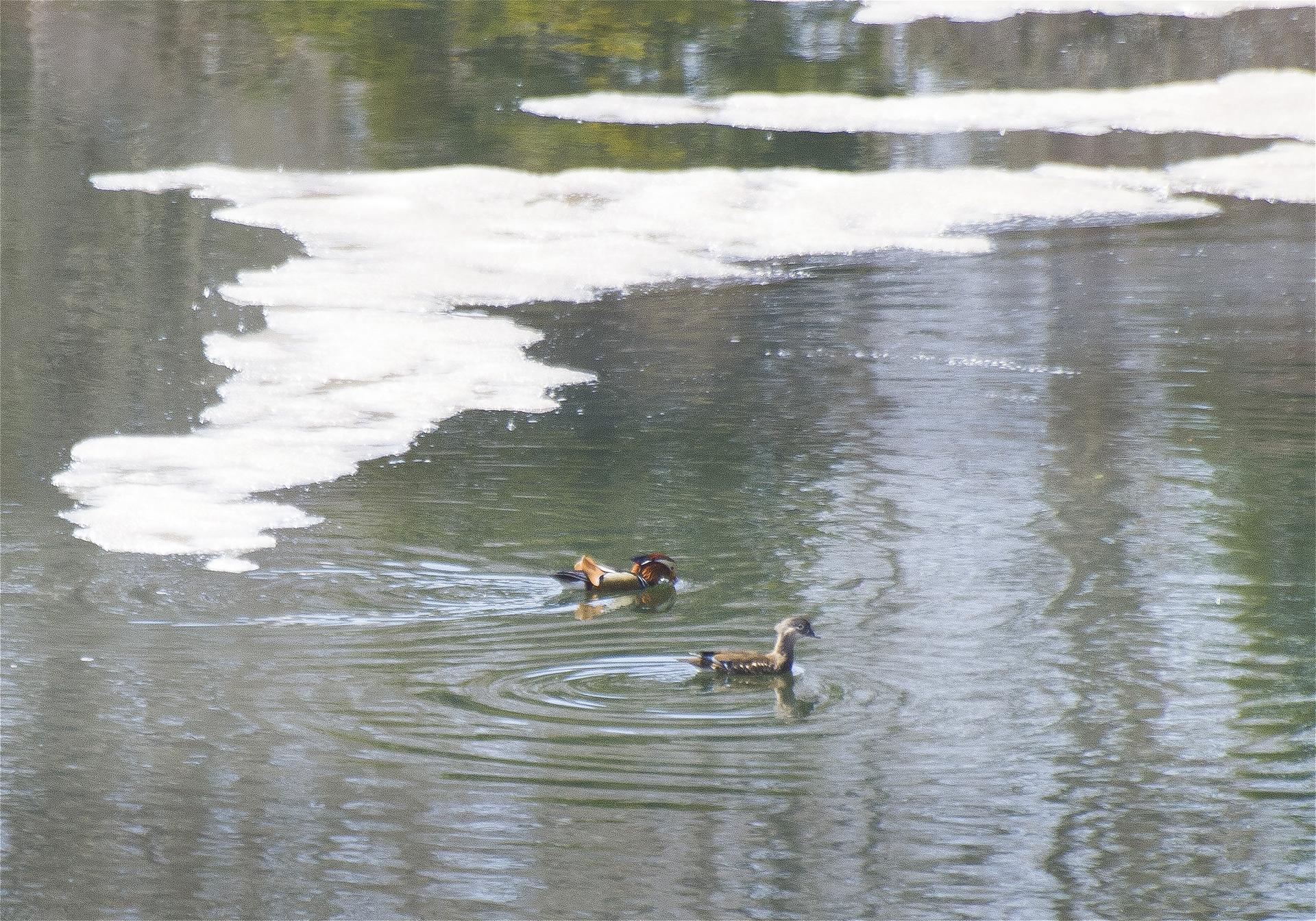 Aix galericulata(�����ɥ�)�β���