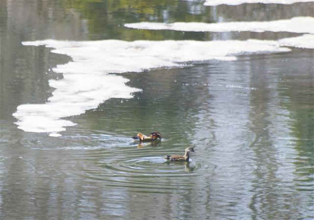 Aix galericulata(�����ɥ�)�β���