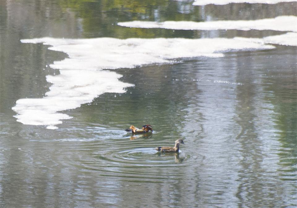 Aix galericulata(�����ɥ�)�β���