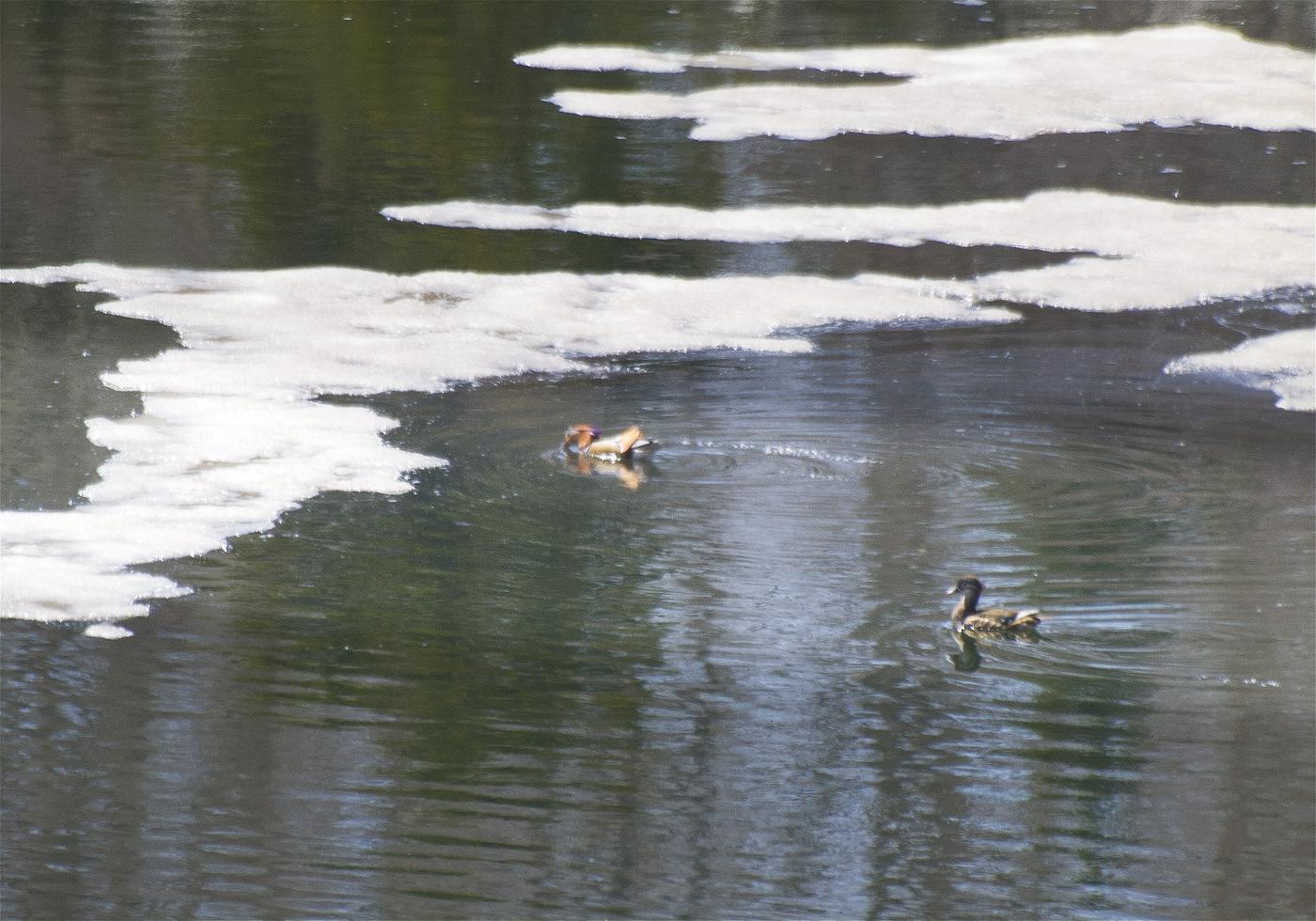 Aix galericulata(�����ɥ�)�β���