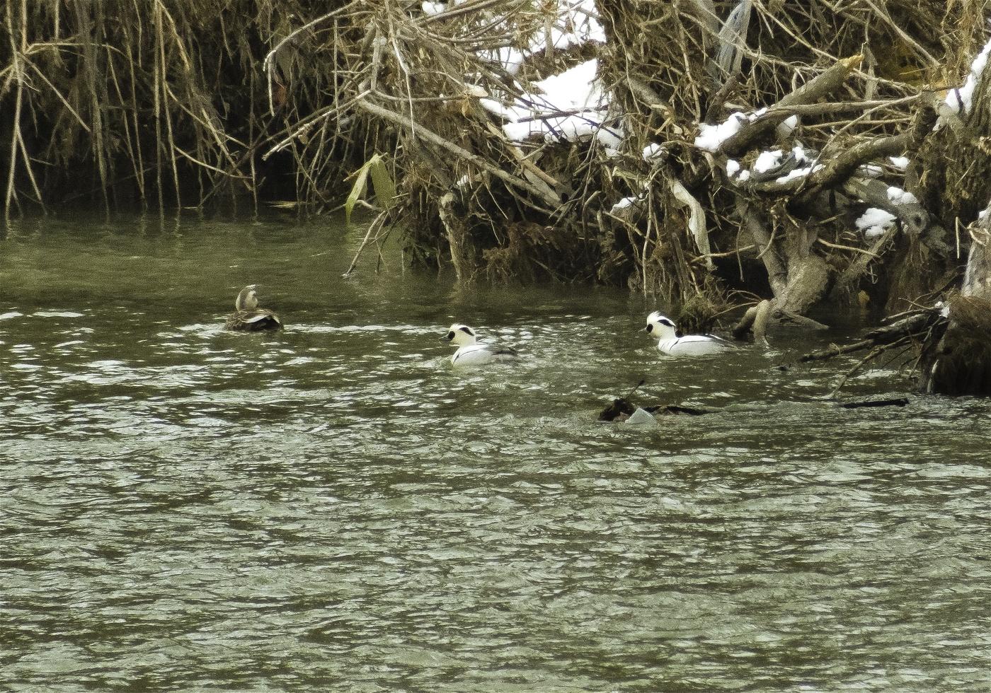 Mergellus albellus(�ߥ�������)�β���