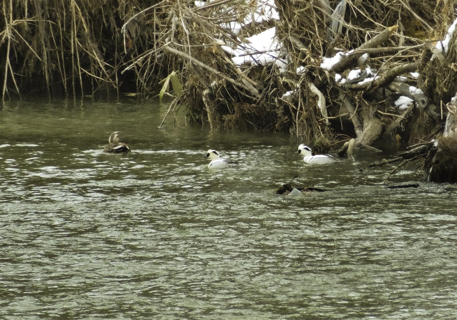 Mergellus albellus(�ߥ�������)�β���