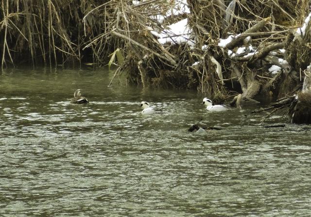 Mergellus albellus(�ߥ�������)�β���