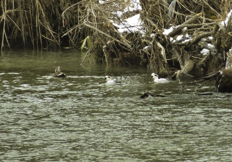 Mergellus albellus(�ߥ�������)�β���