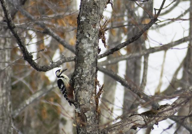 Dendrocopos leucotos(������������)�β���