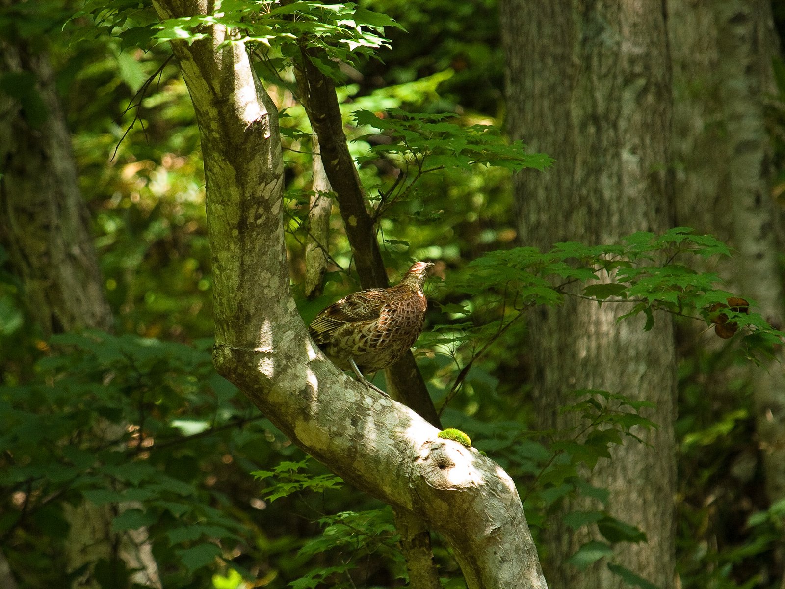 Syrmaticus soemmerringii(��ޥɥ�)�β���