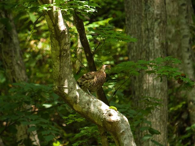 Syrmaticus soemmerringii(��ޥɥ�)�β���