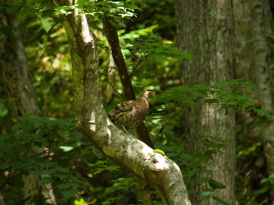 Syrmaticus soemmerringii(��ޥɥ�)�β���