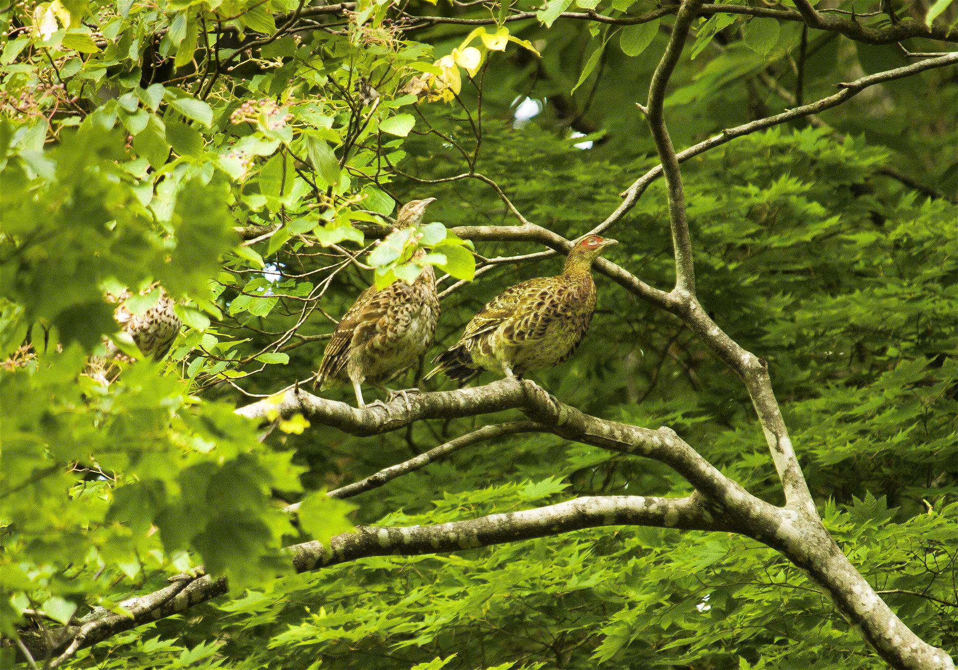 Syrmaticus soemmerringii(��ޥɥ�)�β���