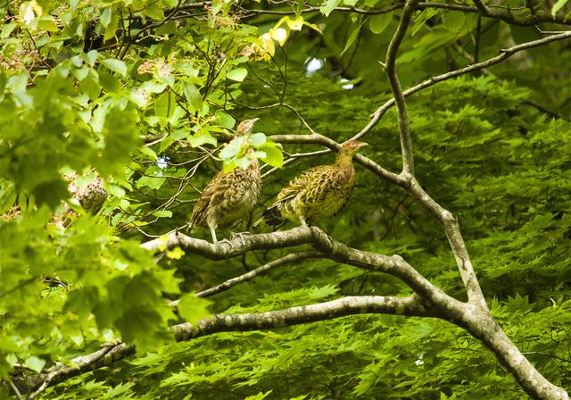 Syrmaticus soemmerringii(��ޥɥ�)�β���