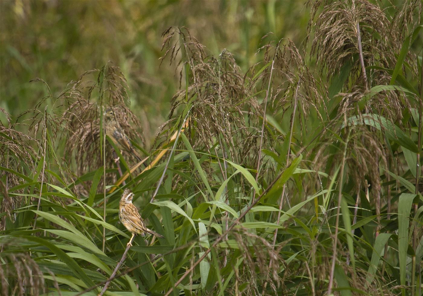 Emberiza cioides(�ۥ�����)�β���