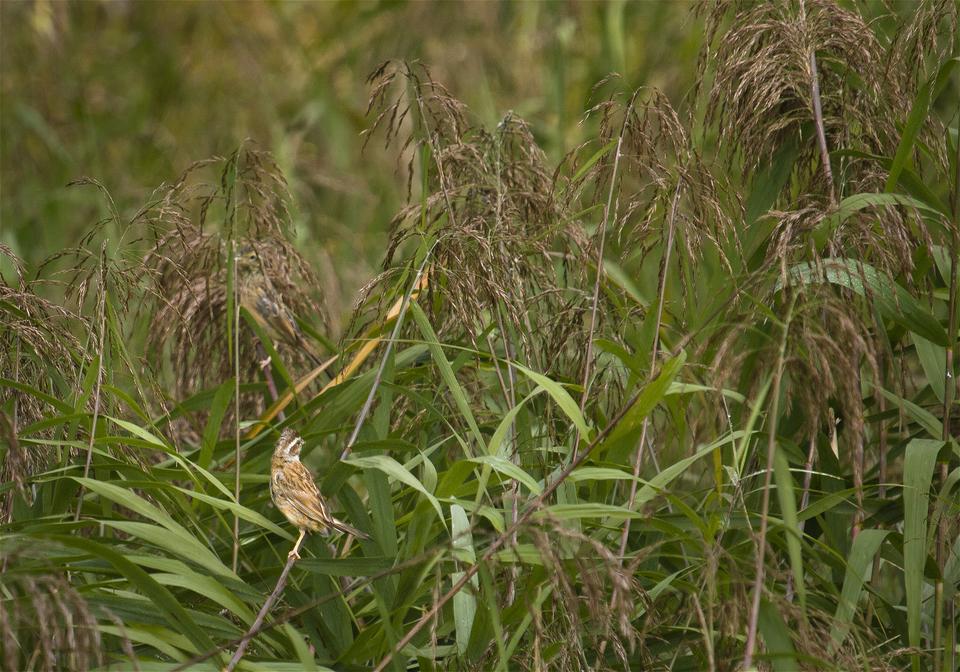 Emberiza cioides(�ۥ�����)�β���