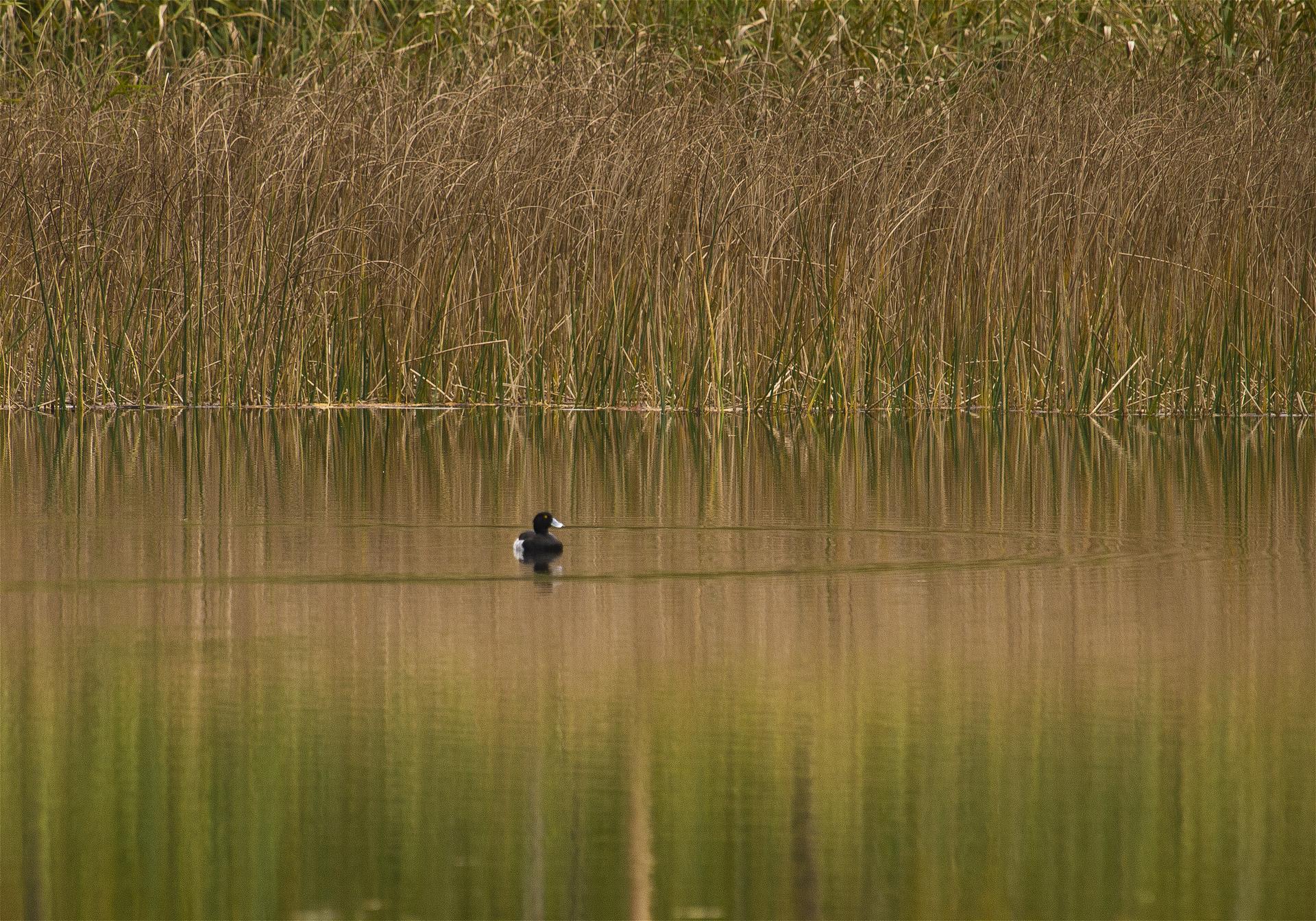 Aythya fuligula(���󥯥��ϥ���)�β���