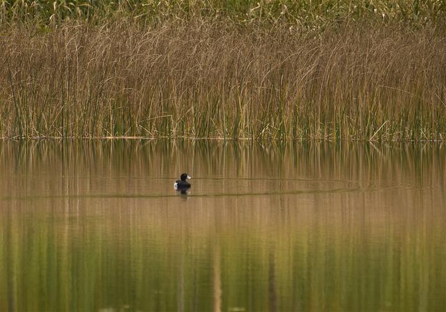 Aythya fuligula(���󥯥��ϥ���)�β���