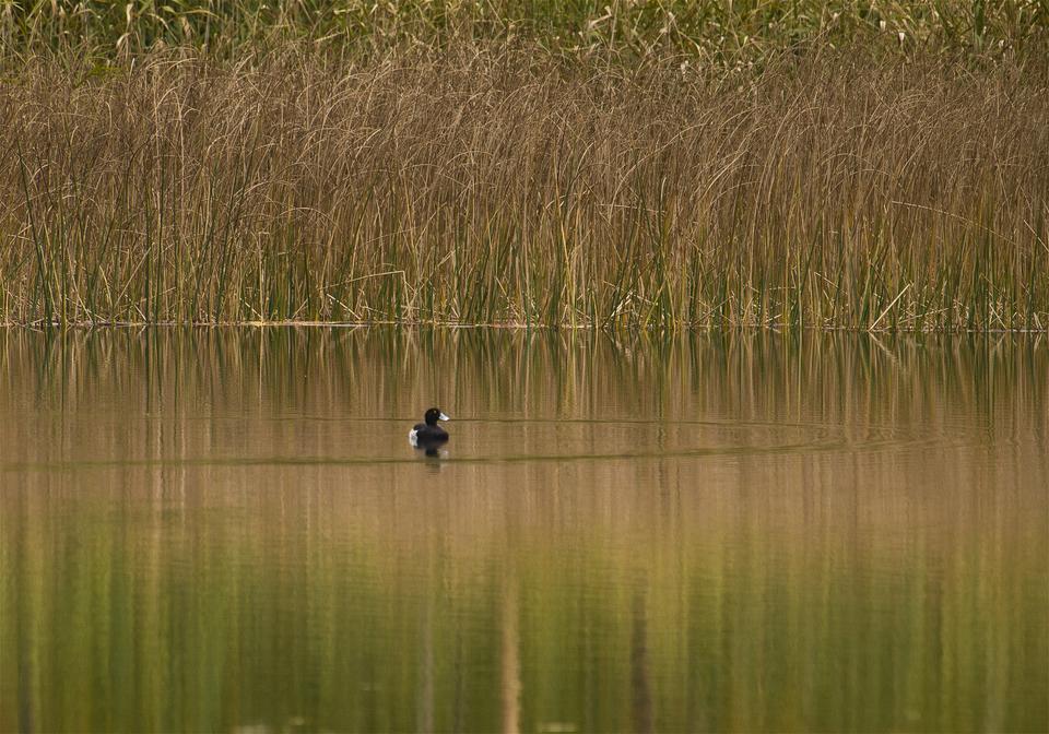 Aythya fuligula(���󥯥��ϥ���)�β���