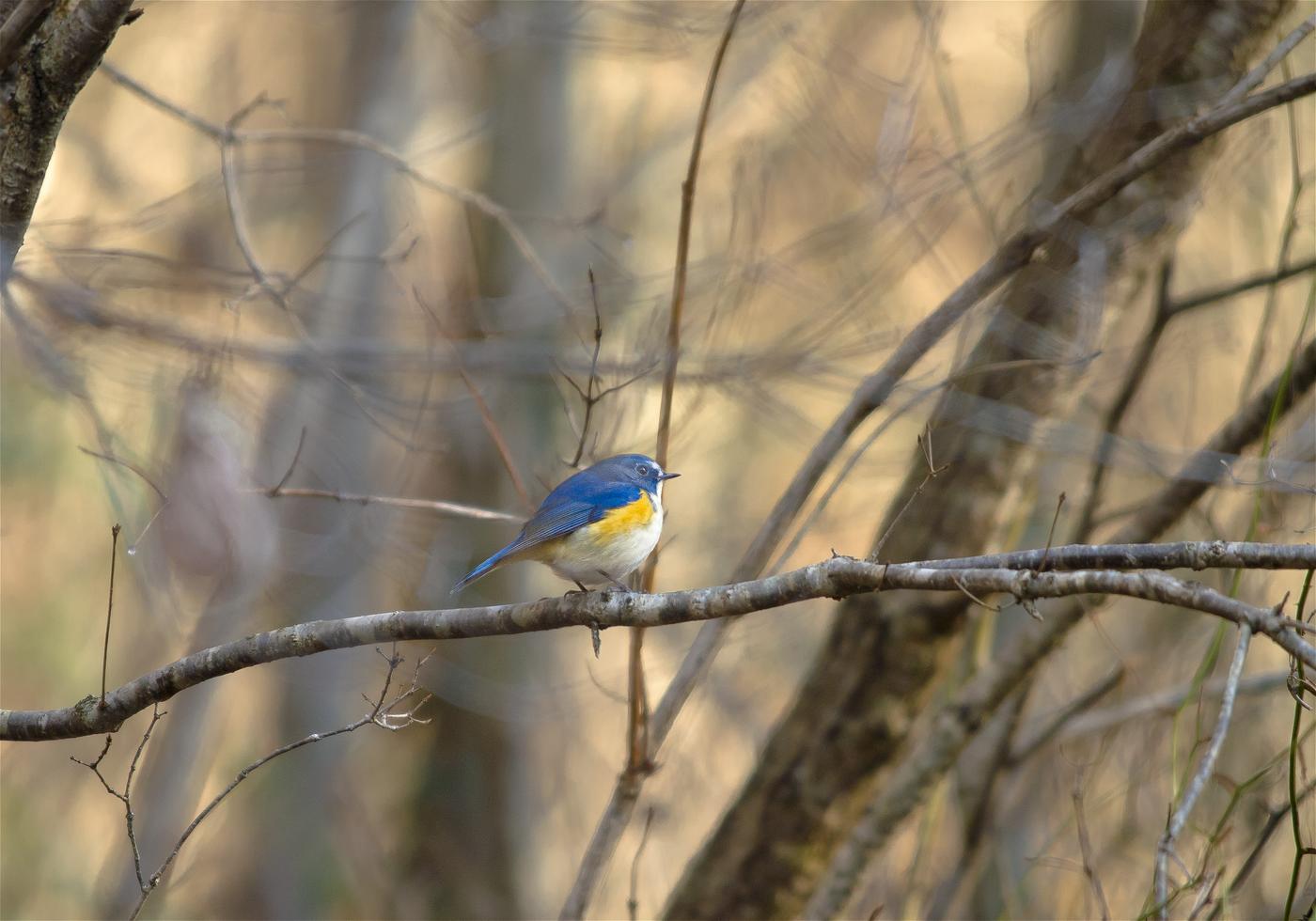 Tarsiger cyanurus(���ӥ���)�β���