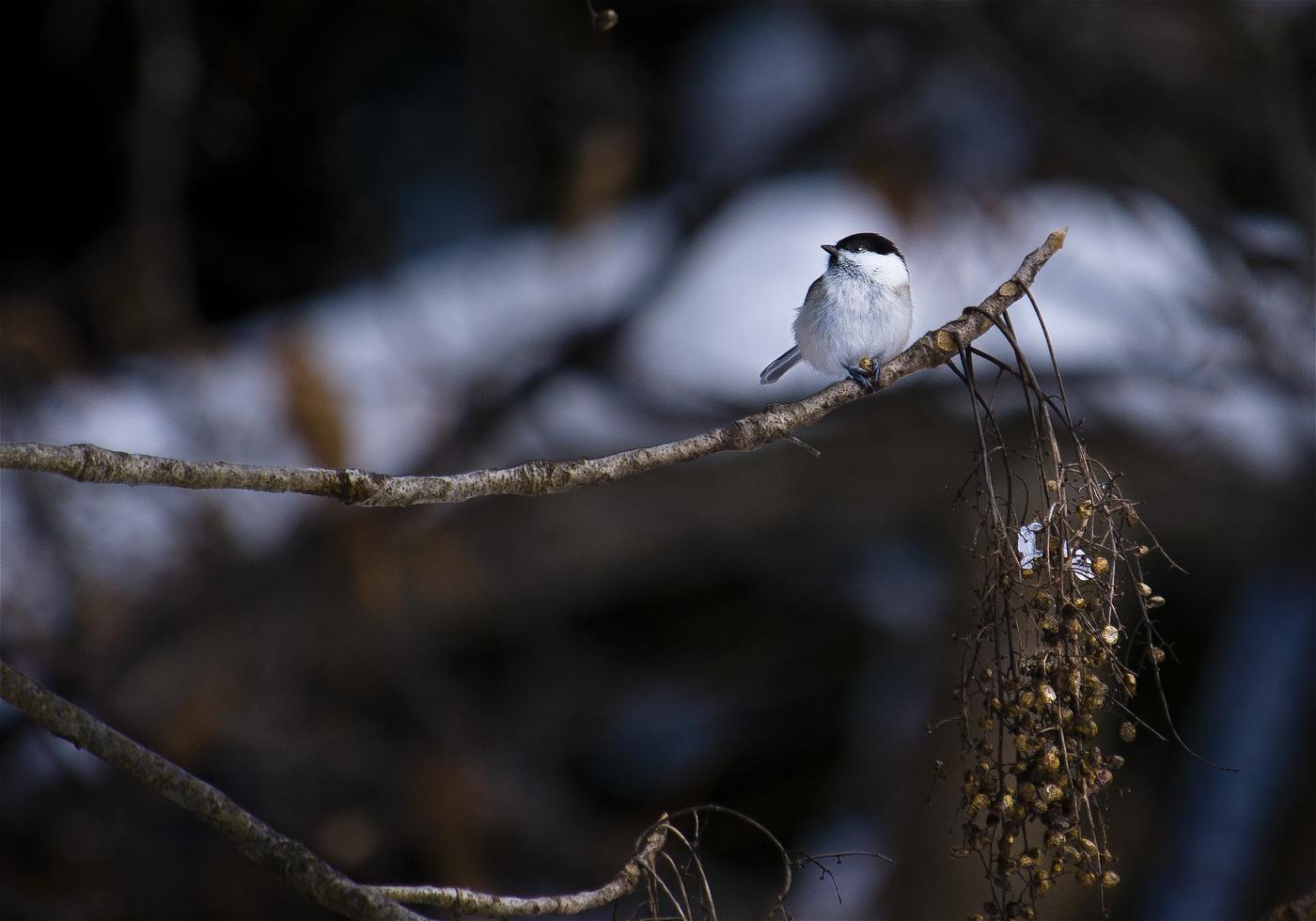 Parus montanus(������)�β���