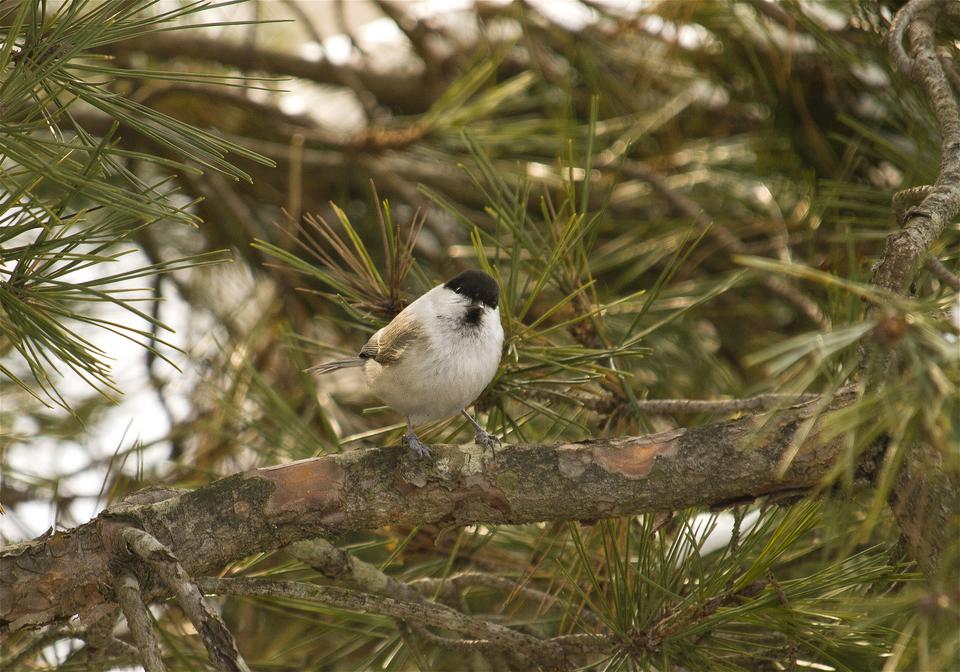 Parus montanus(������)�β���