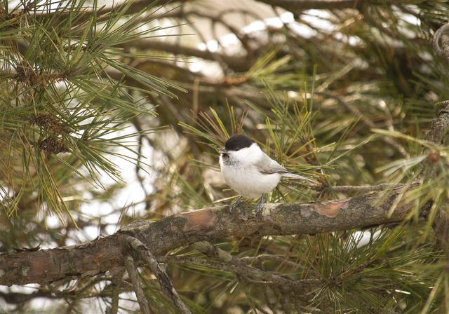 Parus montanus(������)�β���