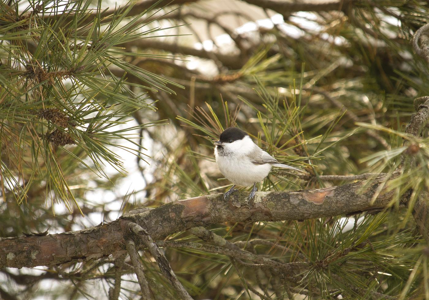 Parus montanus(������)�β���