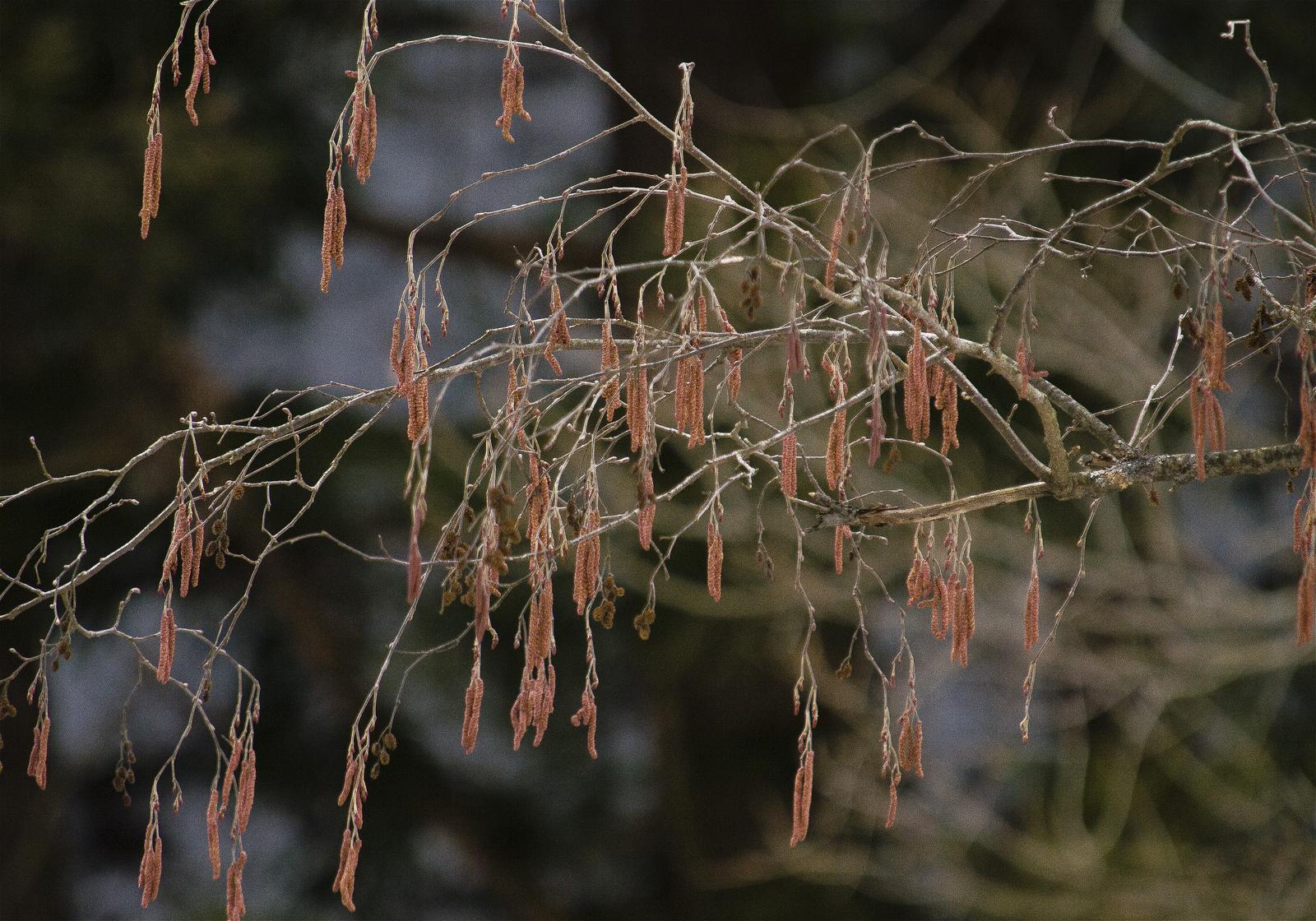 Alnus hirsuta(��ޥϥ�Υ�)�β���