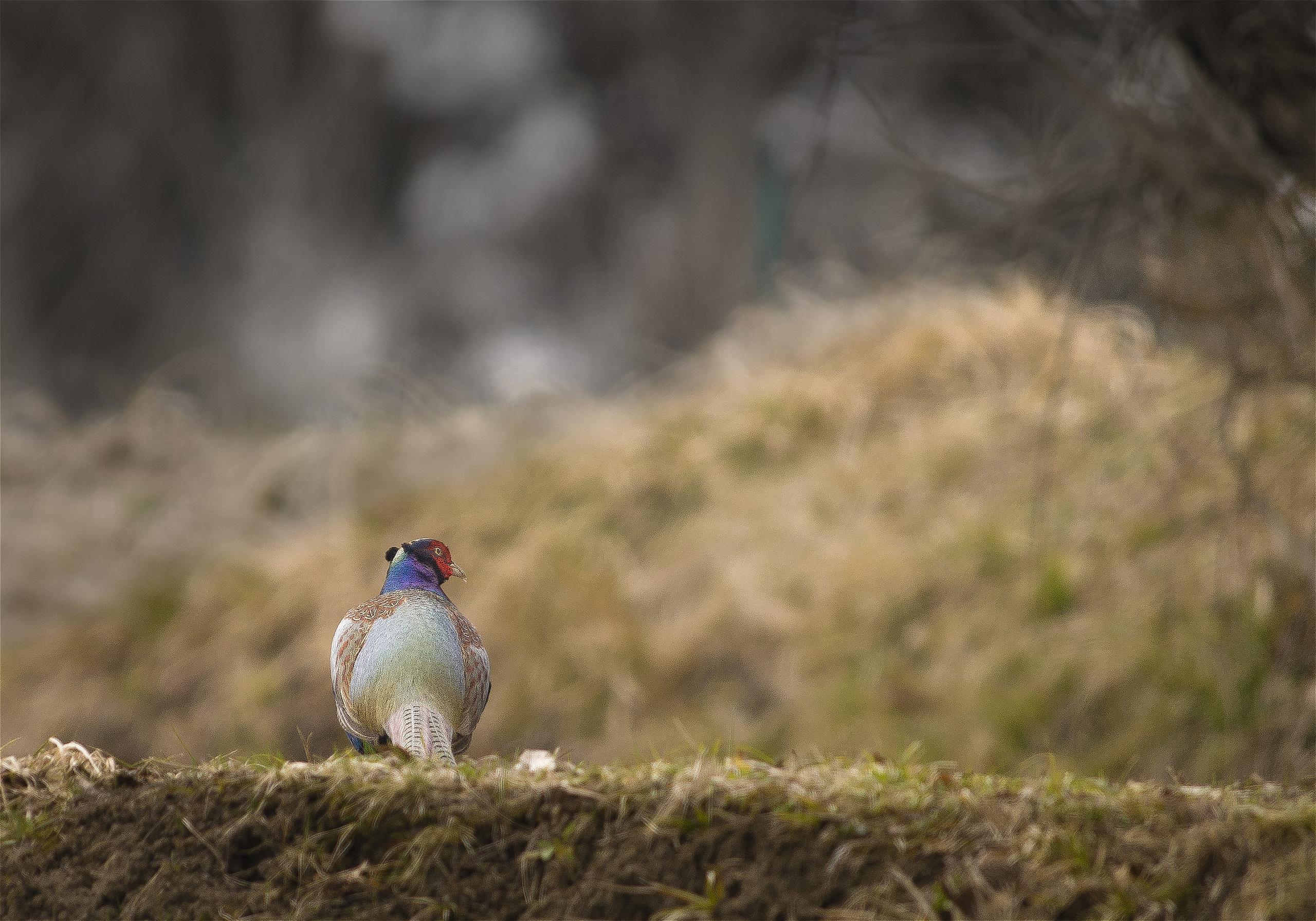 Phasianus colchicus(����)�β���