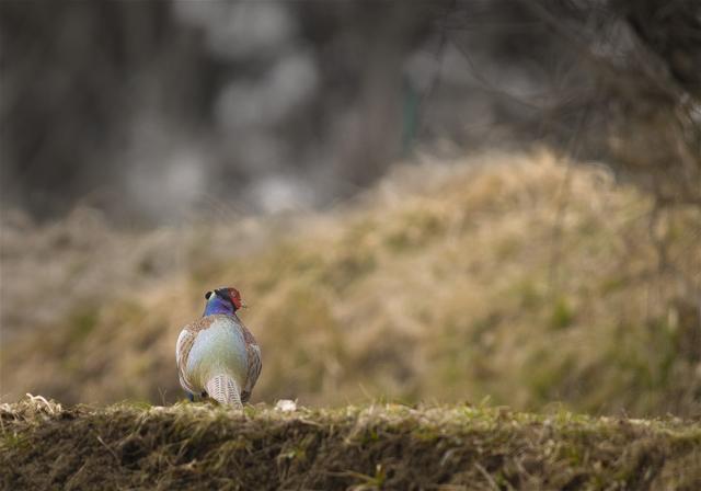 Phasianus colchicus(����)�β���