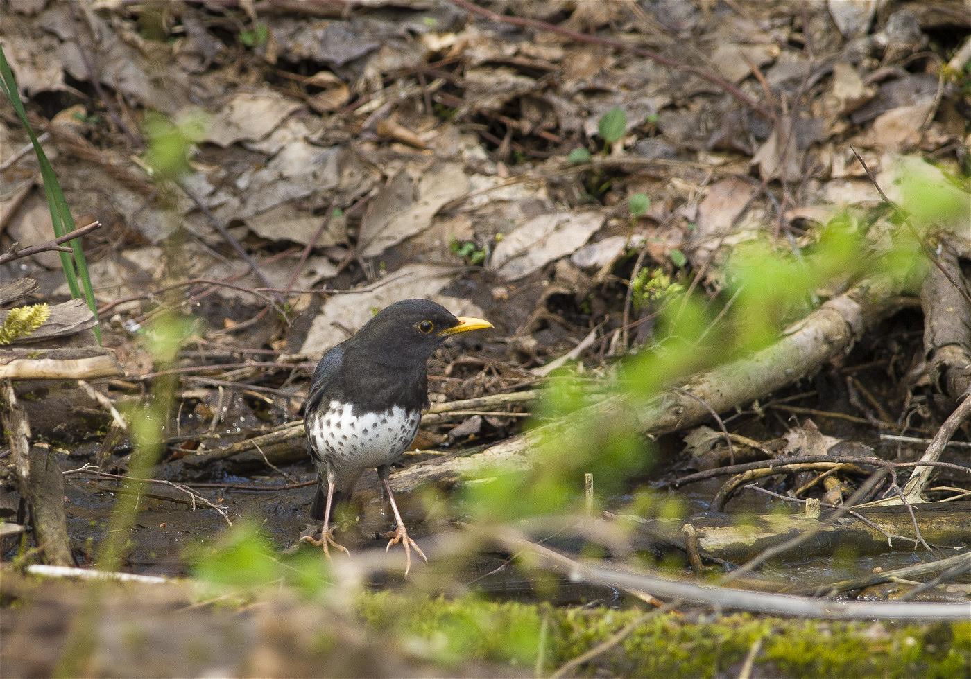 Turdus cardis(�����ĥ���)�β���