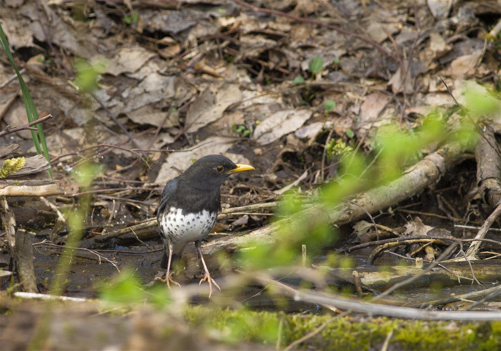 Turdus cardis(�����ĥ���)�β���